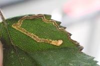 Stigmella aurella