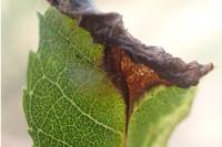Caloptilia cuculipennella
