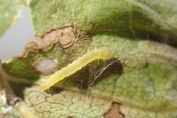 Caloptilia cuculipennella