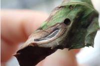 Caloptilia cuculipennella