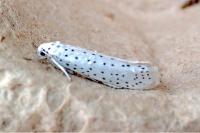 Yponomeuta evonymella