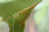 Caloptilia cuculipennella