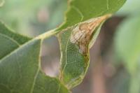 Caloptilia cuculipennella