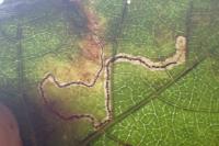 Stigmella aurella/splendidissimella