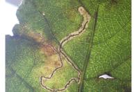 Stigmella aurella/splendidissimella