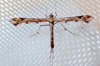 Amblyptilia acanthadactyla