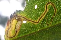 Stigmella anomalella