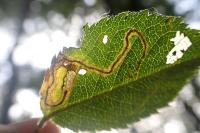 Stigmella anomalella