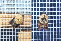 Acleris variegana
