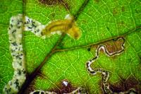 Stigmella aurella