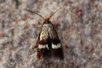 Stigmella aurella