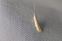Coleophora