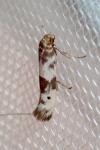Enolmis acanthella