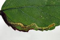 Stigmella aurella