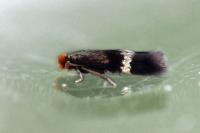 Stigmella aurella