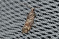 Clavigesta sylvestrana