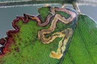 Stigmella aurella
