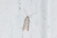 Symmocoides oxybiella