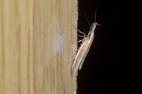 Pleurota aristella