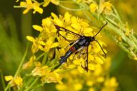 Synanthedon formicaeformis