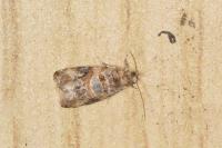 Lobesia botrana