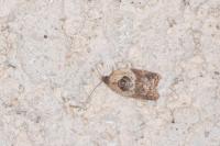 Acleris variegana