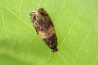 Celypha aurofasciana