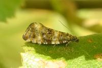 Olethreutes micana