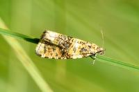Olethreutes micana
