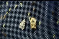 Acleris variegana