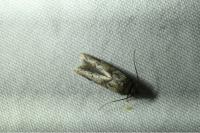 Blastobasis glandulella