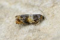Celypha aurofasciana
