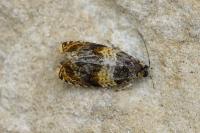 Celypha aurofasciana