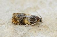 Celypha aurofasciana