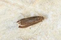 Dichomeris ustalella