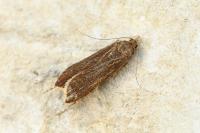 Dichomeris ustalella