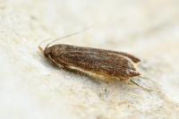 Dichomeris ustalella