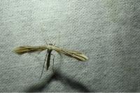 Emmelina monodactyla