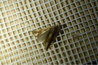 Eucosma conterminana
