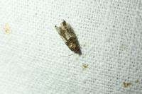Gypsonoma aceriana