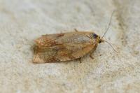 Aphelia viburnana