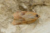 Aphelia viburnana