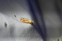 Rhyacionia buoliana
