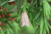 Isotrias stramentana