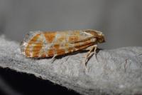 Rhyacionia pinicolana