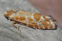 Rhyacionia pinicolana