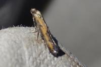 Ochromolopis ictella