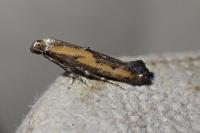 Ochromolopis ictella