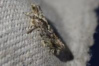 Zeiraphera isertana