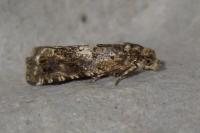 Epiblema costipunctana